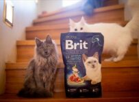 Soutěž o balíčky krmiva Brit Premium by Nature v hodnotě 600 Kč
