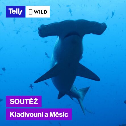Soutěž o žraločí propisku, plyšového žraloka a knihu Mistři úniku